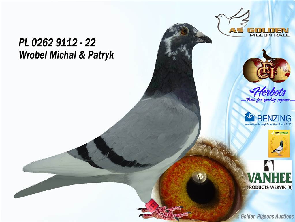 AS Golden Pigeon Race