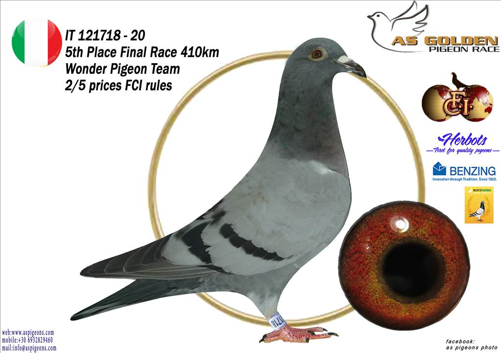 AS Golden Pigeon Race