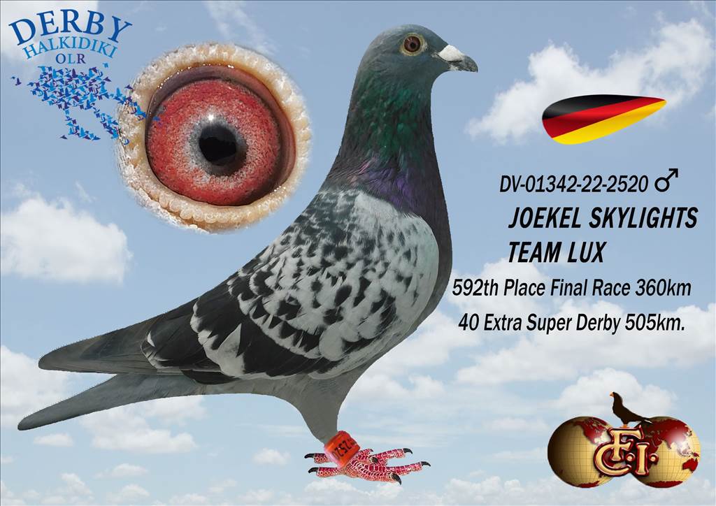 AS Golden Pigeon Race