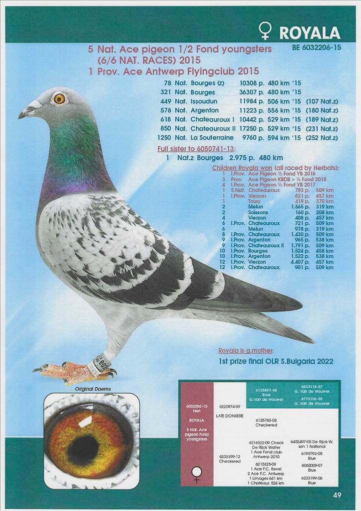 Racing Pigeons Pigeon Race Pigeons Racing – AWBR