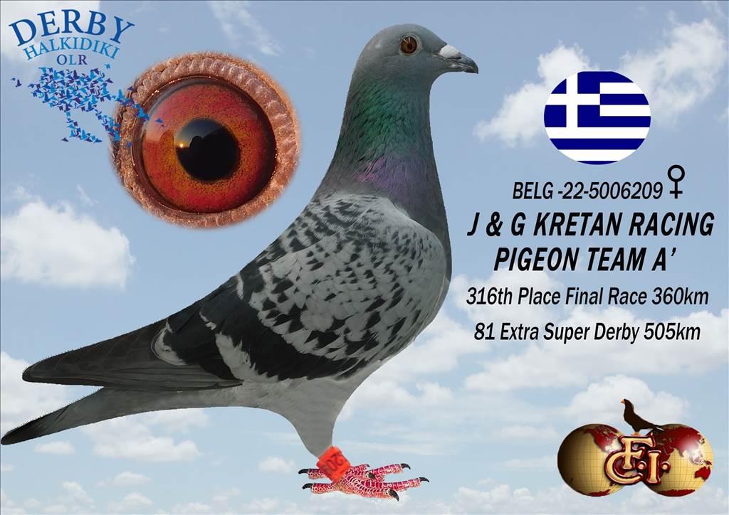 AS Golden Pigeon Race